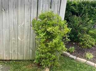Bush Trimming by Joel Walton for Lynette O. in Virginia Beach, VA