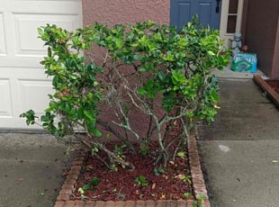 Bush Trimming by Karol Frisancho for Maria B. in Orange City, FL
