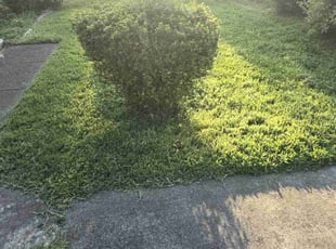 Tacy N.'s Yard Cutting service result