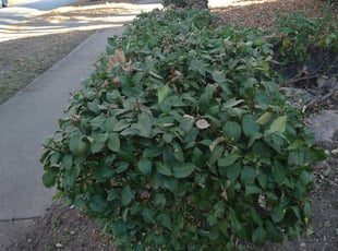 Bush Trimming by Steve Flint for Derek L. in Kansas City, MO
