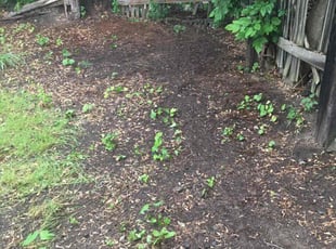 Cleanups by Allison Conley for Michael T. in Scranton, PA