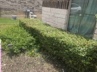 Bush Trimming by Victor Cortes for Brooke G. in Leander, TX