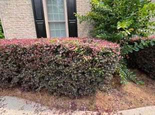 Bush Trimming by C.J. Cooley for Cliff W. in Marietta, GA