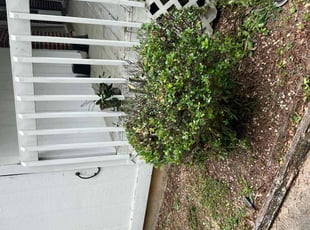 Bush Trimming by Brian McClellan for Ketesia B. in Opelika, AL