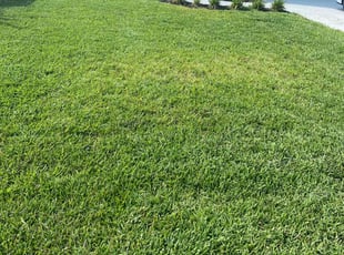 Anne M.'s Lawn Mowing service result