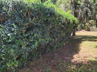 Bush Trimming by Christopher Harper for Ricky N. in Gainesville, FL