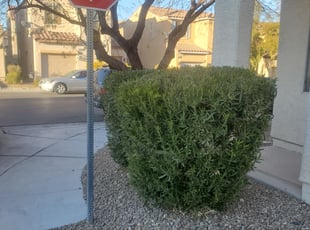 Bush Trimming by Lamont Johnson for Jeffrey T. in LAS VEGAS, NV