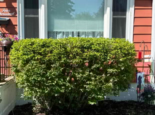 Bush Trimming by TJ Kuiper for Abby W. in Kenosha, WI