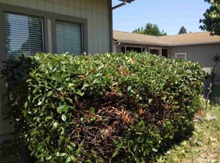 Jonathan N.'s Bush Trimming service result