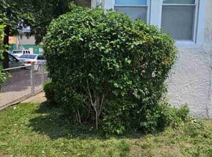 Bush Trimming by Efrain Colon for Dane C. in Queens, NY