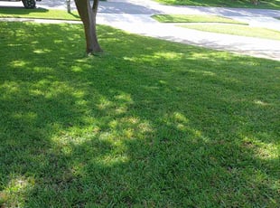 Anitria J.'s Lawn Service service result