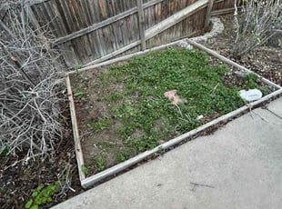 Bush Trimming by Adameus Marcum for Terrance B. in Aurora, CO
