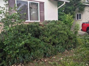 Bush Trimming by Luke Reinhold for Robert A. in Denver, CO