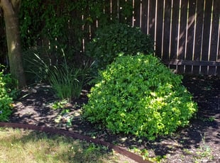Bush Trimming by Rob Rand for Jodi B. in Leander, TX