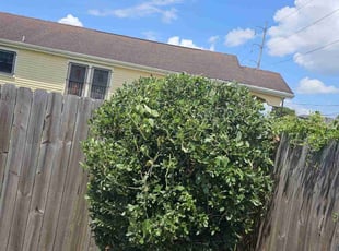 Bush Trimming by Chad Oliver for Samuel A. in New Orleans, LA