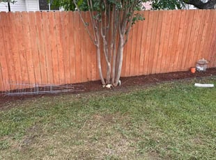 Leaf Removal by Carlos Arteaga for Dulce B. in Helotes, TX