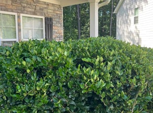 Bush Trimming by Julius Snipes for Xander M. in Hampton, GA
