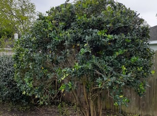 Bush Trimming by Gregorio Castruita for Lynette J. in Friendswood, TX