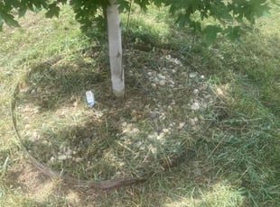 Cleanups by Tylon Newcomb for Lois N. in Denver, CO