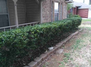 Bush Trimming by Jason George for Kamron M. in Fort Worth, TX