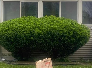 Bush Trimming by Ricardo Binyard Jr for Lisa P. in Detroit, MI