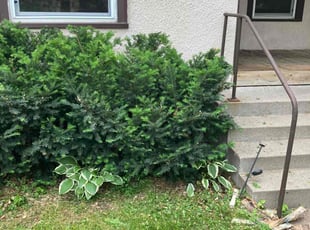 Bush Trimming by Frank Oliver for Boris M. in Minneapolis, MN
