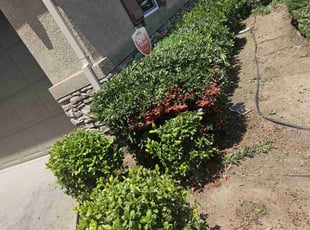 Bush Trimming by Juan Rodriguez for Jennifer P. in Elk Grove, CA