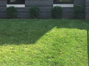 Bush Trimming by Bryan Scarborough for Erin S. in St. Louis, MO