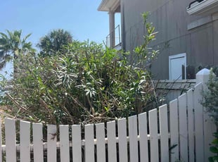 Bush Trimming by Travis Gonzalez for Darryl S. in Port Aransas, TX