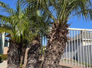 Bush Trimming by Uriel Ocampo for Ronald H. in Los Angeles, CA