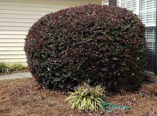 Bush Trimming by Marie Torres for Nick L. in Greensboro, NC