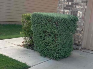 Bush Trimming by Jason Bernal for Jordan G. in Austin, TX