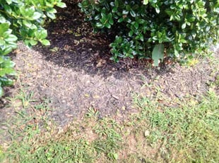 Weeding by Jonathan Page for Tamara H. in McDonough, GA