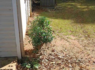 Bush Trimming by Timothy Graham for Andrea D. in Stonecrest, GA