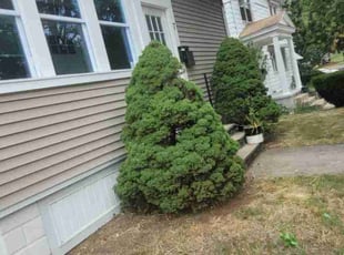 Bush Trimming by Derek Morgan for Juan t. in Providence, RI