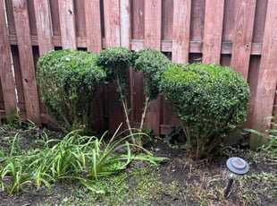 Bush Trimming by Eduardo Guzman for Ashley T. in Vienna, VA