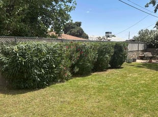 Bush Trimming by Michael Watters for Liz M. in El Paso, TX