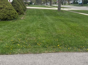 Tyrone F.'s Lawn Care service result