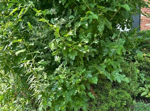 Bush Trimming by Donovan Scott for Jerry P. in Indianapolis, IN