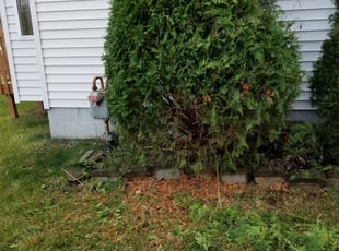 Bush Trimming by Mike Trovato for John R. in Blacklick, OH