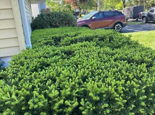 Bush Trimming by Wally Krake for Yusri M. in Denville, NJ