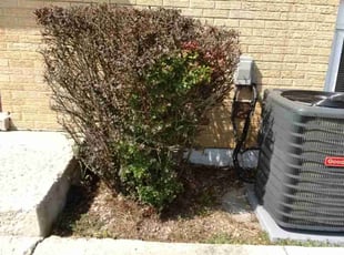Bush Trimming by Vontae Green for Pollean M. in Lynwood, IL