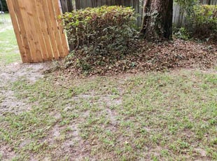 Bush Trimming by Buster Edwards for Patty C. in Tallahassee, FL