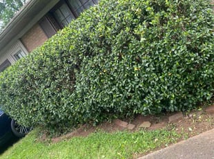 Bush Trimming by Jason Kersey for Christopher P. in Charlotte, NC