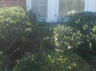 Bush Trimming by Artavius Clark for Quintin P. in Temple Hills, MD