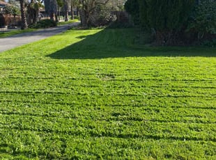 Sang C.'s Lawn Care service result