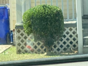 Bush Trimming by Jahrell Bowser for Arlene B. in Norfolk, VA