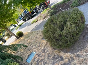 Bush Trimming by Lawrence Tuioti for Vikas S. in Renton, WA