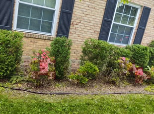Bush Trimming by Allan Roberts for Sherene R. in Herndon, VA