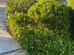 Bush Trimming by Ross Johnson for Barbara L. in Los Angeles, CA